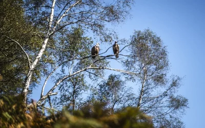 Decouverte-des-rapaces-8211-23-07-2025-8211-Eaux-Bonnes_2720999