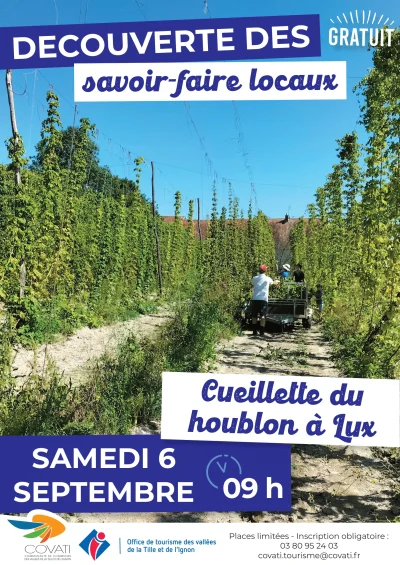 Decouverte-des-savoir-faire-locaux-Cueillette-du-houblon-a-Lux-8211-06-09-2025-8211-Lux_3018017