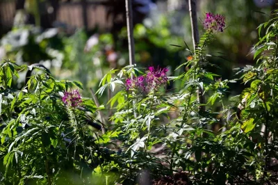 Decouvrir-la-richesse-des-plantes-sauvages-8211-11-09-2025-8211-Arcachon_2976327