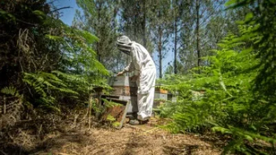 Des-abeilles-a-la-plage-8211-06-08-2025-8211-Pontenx-les-Forges_2719538