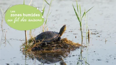 Des-tortues-dans-le-marais-8211-27-05-2026-8211-Labarde_3473968