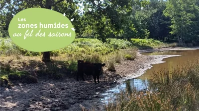 Des-vaches-au-milieu-des-mares-8211-25-02-2026-8211-Vendays-Montalivet_3471472