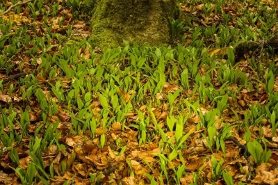 Devenez-cueilleur-de-plantes-sauvages-8211-Nibelle_2507990