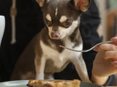Diner-dog-friendly-8211-01-10-2026-8211-Thionville_3814775