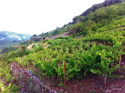 Domaine-des-Boissieres-8211-Druelle-Balsac_2232730