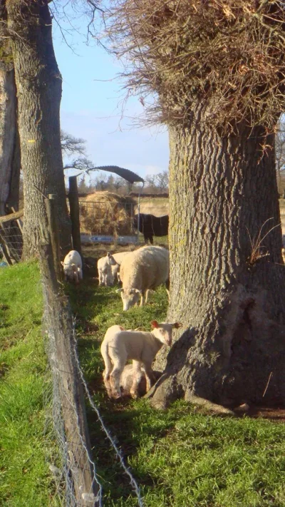 Domaine-du-Mazet-8211-viande-d039agneau-et-plantes-medicinales-Bio-8211-Saint-Ouen-sur-Gartempe_2092982