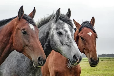 Domaine-equestre-du-Nivernais_744936