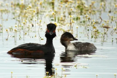 Drole-d039oiseaux-8211-22-07-2025-8211-Saint-Michel-en-Brenne_2585245
