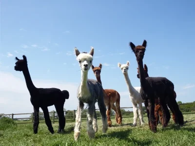 DuPrem-Alpaga-8211-Visite-de-la-ferme-et-boutique-8211-Saint-Laurent-de-Levezou_2243759
