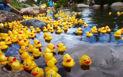 Duck-Race-course-de-canards-8211-06-07-2025-8211-Cambo-les-Bains_2497084