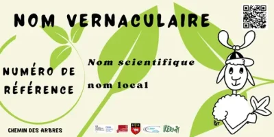 ESSENCES-ET-SENS-8211-LE-CHEMIN-DES-ARBRES-8211-Saint-Maurice-Navacelles_3194699