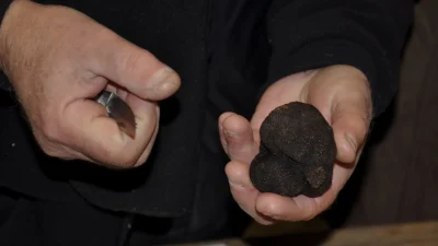 EXPOSITION-TERRE-DE-TRUFFES-TERRE-D039HOMMES-8211-30-05-2025-8211-Sorges-et-Ligueux-en-Perigord_2762120