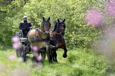 Ecole-d039attelage-de-l039Aubrac-Week-end-decouverte-de-l039attelage-8211-Cantoin_2225781