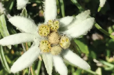 Edelweiss-impactee-par-le-changement-climatique-8211-16-07-2025-8211-Laruns_2680705