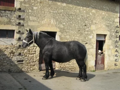Elevage-Percherons-du-Buat_556815