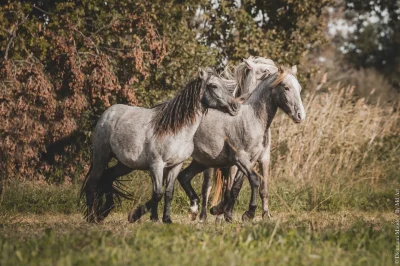 Elevage-des-prairies-8211-Lait-de-jument-de-Camargue-8211-Arles_2383928