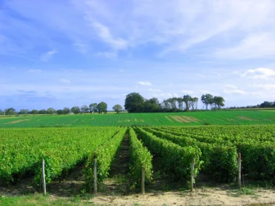 Entre-vignobles-et-hameaux-8211-Quincy_3304438