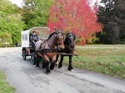 Equilandes-balades-pedestres-avec-anes-et-poneys-8211-Boulleret_2127026