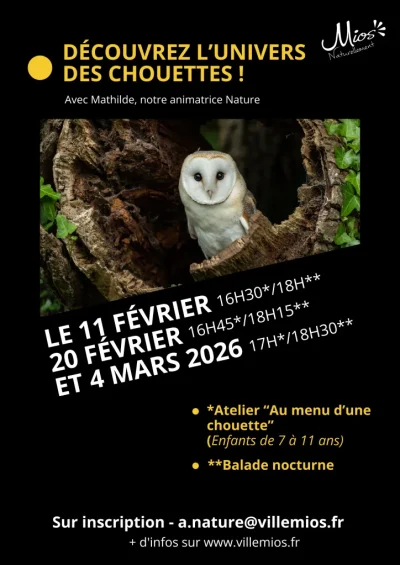 Escapades-nocturnes-dans-l039univers-des-chouettes-8211-11-02-2026-8211-Mios_3466406