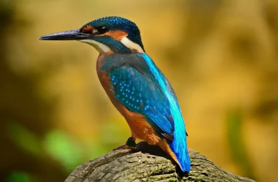 Ete-actif-Oiseaux-et-compagnie-Lac-de-Gurson-8211-22-07-2025-8211-Villefranche-de-Lonchat_2293275