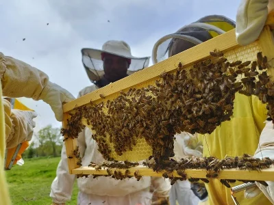 Experience-de-Destination-Vivez-ma-passion-avec-les-abeilles-8211-01-04-2026-8211-Carolles_3425312