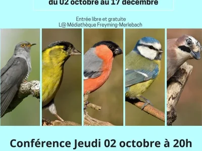 Exposition-8211-Les-oiseaux-de-nos-regions-8211-02-10-2025-8211-Freyming-Merlebach_3194810