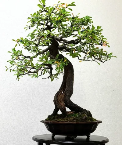 Exposition-Bonsai-8211-27-09-2025-8211-Couzeix_3165707