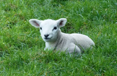Exposition-Les-animaux-de-la-ferme-8211-Pierre-Bacogne-8211-Photographie-8211-01-09-2025-8211-Eymet_3108079