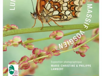 Exposition-Lumiere-sur-les-papillons-du-massif-vosgien-8211-04-07-2025-8211-Saint-Die-des-Vosges_2919159