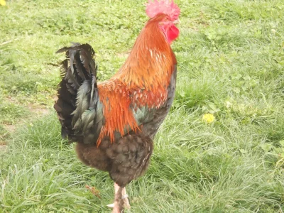 Exposition-Nationale-d039Aviculture-8211-29-11-2025-8211-Ambazac_3204497