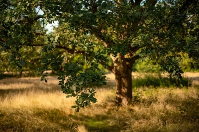 Exposition-Nature-Photographie-a-la-Galerie-TeePee-8211-26-09-2025-8211-Salviac_3134355