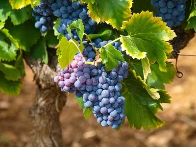 Exposition-Recits-de-Vignes-8211-05-04-2025-8211-Amboise_2425177