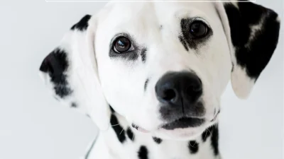 Exposition-canine-a-Sorges-le-06-et-07-septembre-2025-8211-06-09-2025-8211-Sorges-et-Ligueux-en-Perigord_2979424