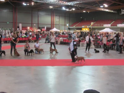 Exposition-canine-internationale-de-Martigues-8211-19-04-2025-8211-Martigues_2250810