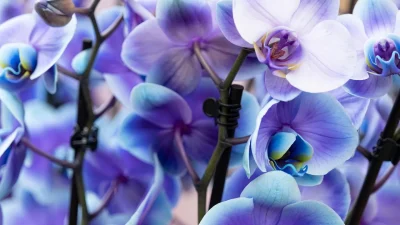 Exposition-d039orchidees-8211-10-10-2025-8211-Ares_3168733