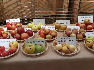 Exposition-de-fruits-d039automne-8211-11-10-2025-8211-Ribeauville_2375855
