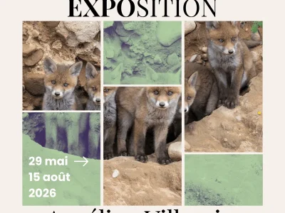 Exposition-de-photographie-Aurelien-Villemin-8211-Vosges-Terre-du-sauvage-8211-29-05-2026-8211-Epinal_3678594