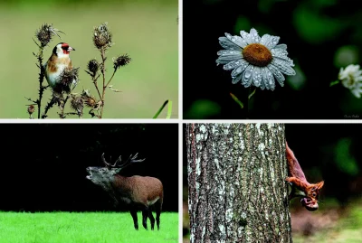 Exposition-de-photographies-quotNature-Faune-et-Florequot-de-Nicole-Mallet-Lemesnager-au-Village-Fromager-8211-Livarot-8211-02-05-2025-8211-Livarot-Pays-d039Auge_2567821