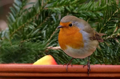 Exposition-du-concours-photos-Les-oiseaux-de-nos-jardins-8211-07-07-2025-8211-Coussac-Bonneval_2621581