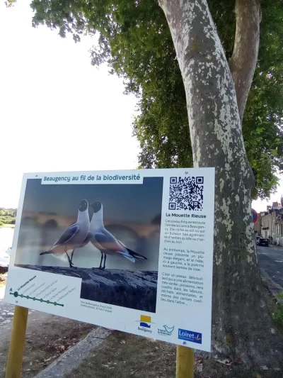 Exposition-en-automomie-Beaugency-au-fil-de-la-biodiversite-8211-01-07-2025-8211-Beaugency_3133373