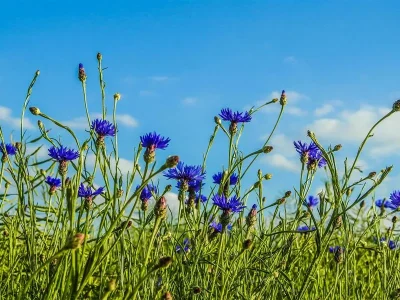 Exposition-photographique-quotFleurs-des-villes-fleurs-des-champsquot-8211-20-11-2025-8211-Toul_3284182