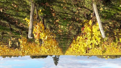 Exposition-quotLe-vignoble-de-Chateaumeillantquot-8211-02-09-2025-8211-Chateaumeillant_2855900