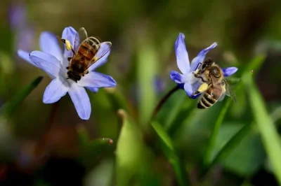 Exposition-quotLes-abeilles-et-le-bon-mielquot-8211-15-04-2025-8211-Ouzouer-sur-Loire_2399918