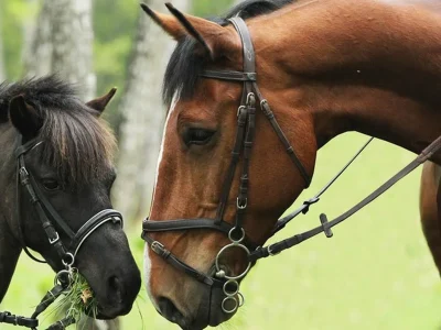 FERME-EQUESTRE-DE-PECH-DE-BRAGOS-8211-La-Redorte_3831158