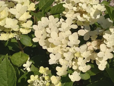FESTIVAL-DES-PLANTES-EN-MONTAGNE-NOIRE-8211-5EME-EDITION-8211-26-10-2025-8211-Fontiers-Cabardes_2855702