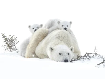 FESTIVAL-de-cinema-quotNature-Climat-et-Environnementquot-8211-13-05-2026-8211-Aubusson_3165311