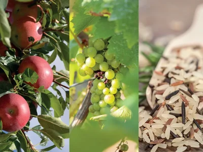 FOIRE-DE-LA-POMME-DU-VIN-ET-DU-RIZ-8211-12-10-2025-8211-Aigues-Vives_2539842