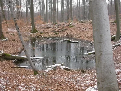FORET-DU-BUCHHOLZ_306563
