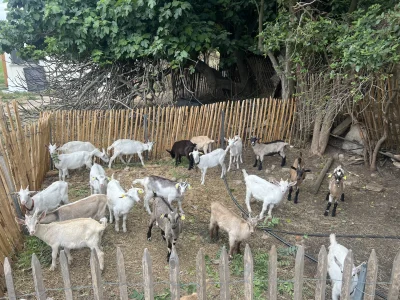 Fan-de-Chevre-8211-Cassis_3702494