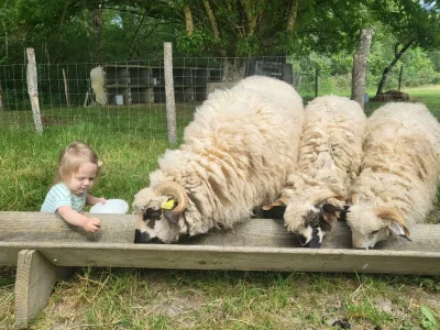 Ferme-a-roulettes-Atelier-Petit-Fermier-8211-16-07-2025-8211-Saint-Vivien_2485453